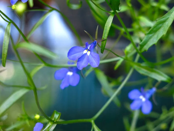 Лобелия Цветет Маленькими Голубыми Цветами Подвешенном Котле — стоковое фото