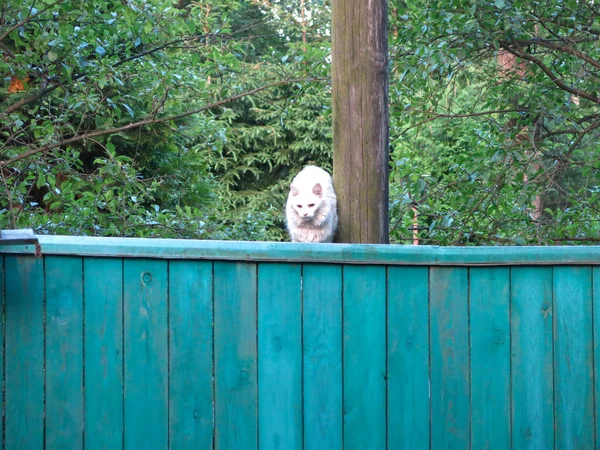 Белая Кошка Сидит Зеленом Заборе Рядом Деревом — стоковое фото