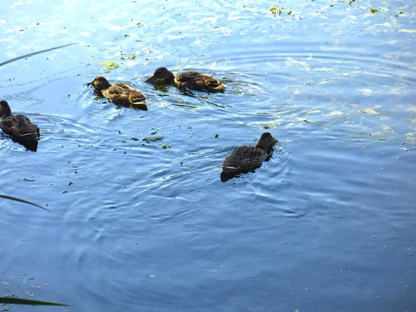 wild ducks swim in a summer pond