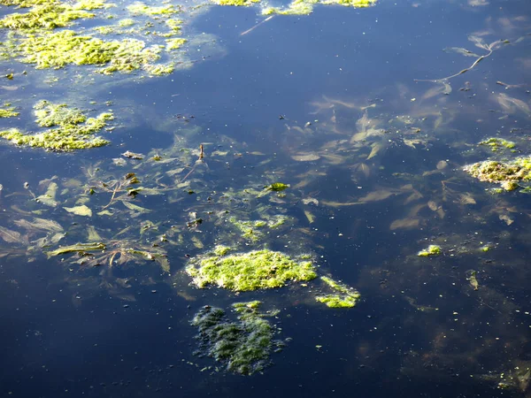 野生のアヒルが夏の池で泳ぎ — ストック写真