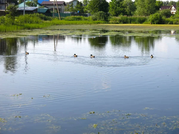 野生のアヒルが夏の池で泳ぎ — ストック写真