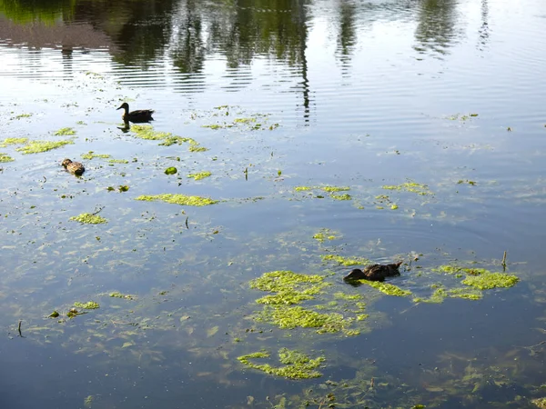 wild ducks swim in a summer pond