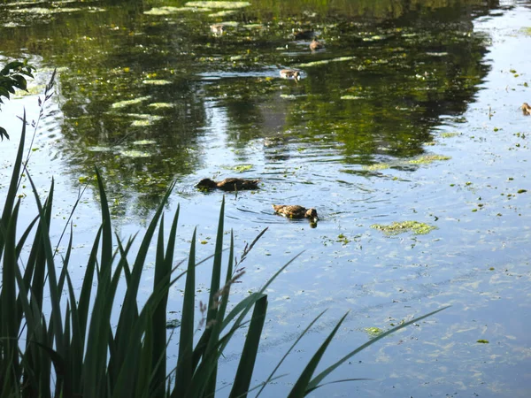 野生のアヒルが夏の池で泳ぎ — ストック写真