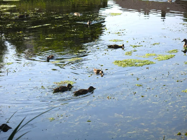 Wildenten Schwimmen Einem Sommerteich — Stockfoto