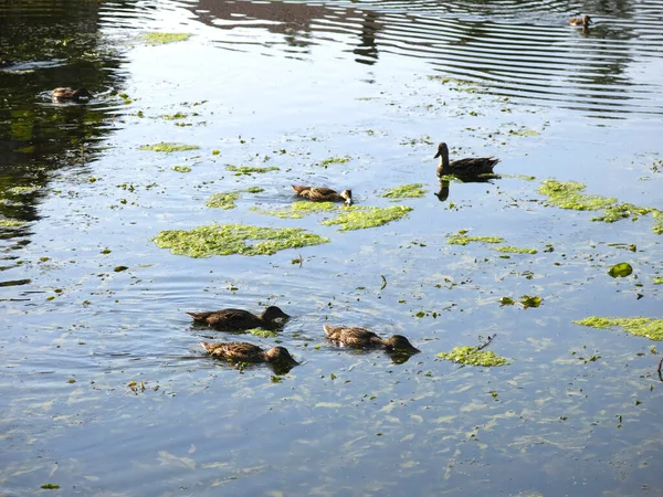 Wildenten Schwimmen Einem Sommerteich — Stockfoto