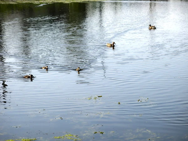연못에서 수영하는 오리들 — 스톡 사진