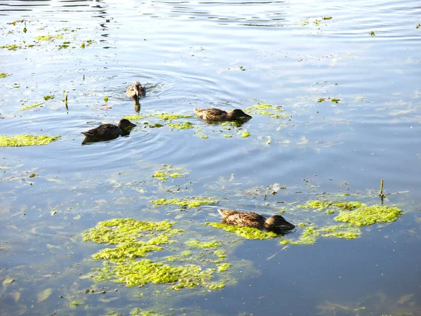 Patos Selvagens Nadam Uma Lagoa Verão — Fotografia de Stock