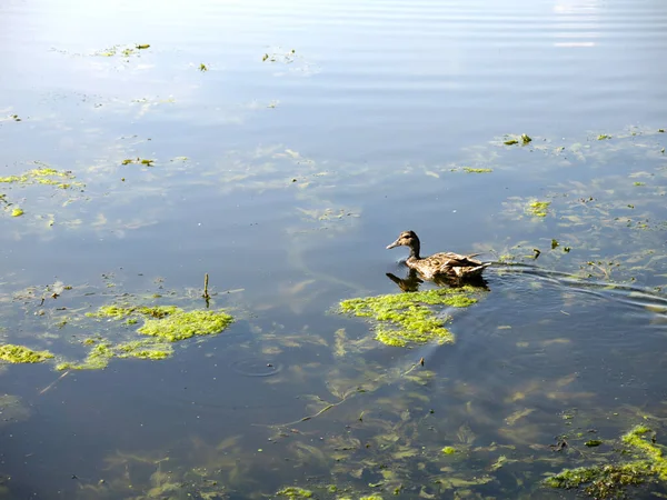 Wildenten Schwimmen Einem Sommerteich — Stockfoto