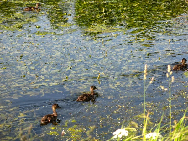 Patos Salvajes Nadan Estanque Verano — Foto de Stock