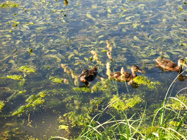 연못에서 수영하는 오리들 — 스톡 사진