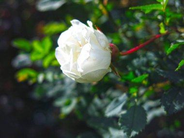 Çalılıklarda beyaz yabani güller açar.