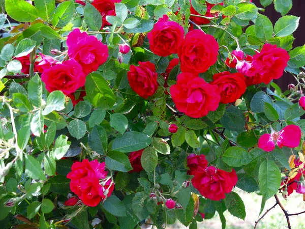 Rosa Canina Fiorisce Fiori Rosso Vivo Sul Bush Estate — Foto Stock