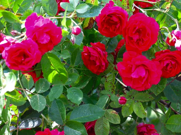 玫瑰在布什身上绽放着鲜红的花朵 — 图库照片