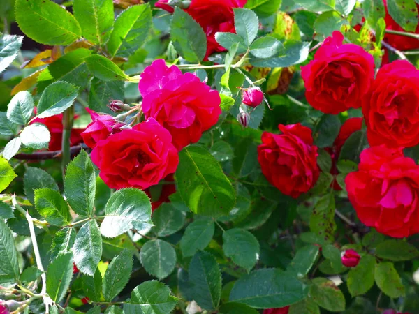 Rosa Mosqueta Floresce Flores Vermelhas Brilhantes Bush Verão — Fotografia de Stock