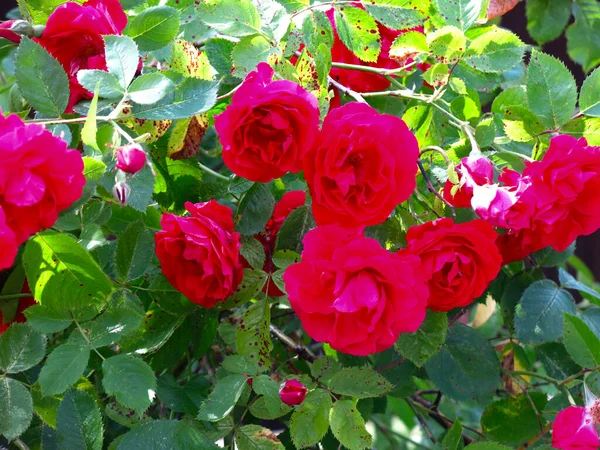 Rosehip Blooms Bright Red Flowers Bush Summer — Stock Photo, Image