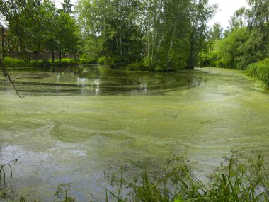 Yazın çamurlu ve yosunlu küçük bataklık göleti