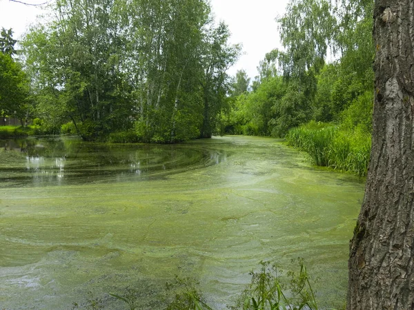 Маленький Болотистий Ставок Брудом Качиною Влітку — стокове фото