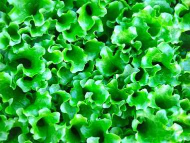 Baharda bahçede yeşil marul yetişir.