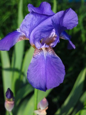 Mavi-mor iris baharda çiçek açar yatakta.