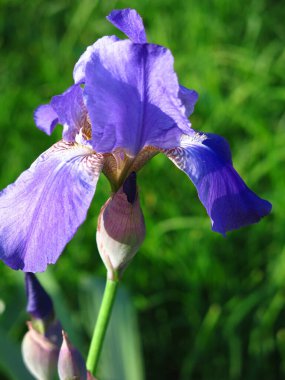 Mavi-mor iris baharda çiçek açar yatakta.