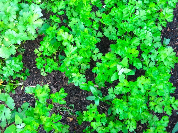 春には若い緑のパセリが庭で育ちます — ストック写真