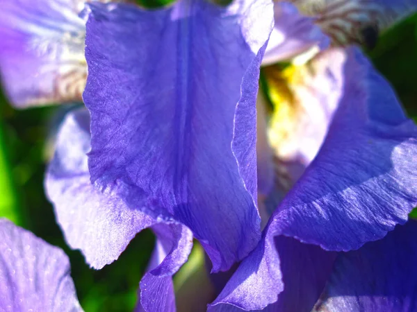 Синьо Фіолетова Райдужка Цвіте Навесні Ліжку — стокове фото
