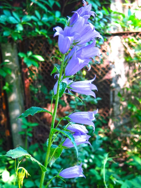 Ένα Όμορφο Μπλε Μοναχικό Bluebell Μεγαλώνει — Φωτογραφία Αρχείου