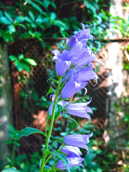 Ένα Όμορφο Μπλε Μοναχικό Bluebell Μεγαλώνει — Φωτογραφία Αρχείου