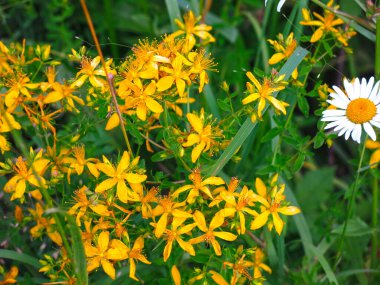 Sarı St. John otları (Hypericum perforatum) tarlada yetişir - tıbbi bir bitki.