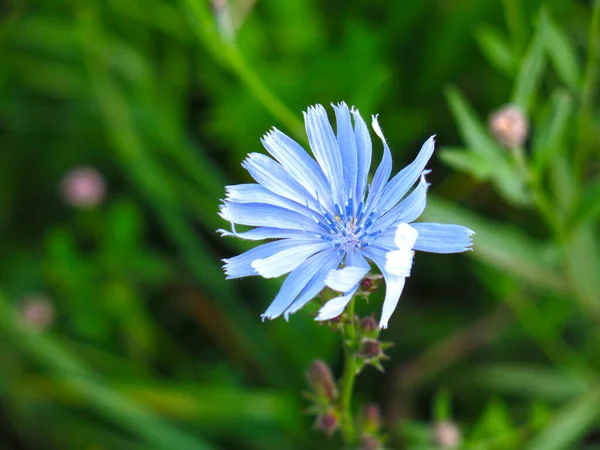 Kék Cikória Cichorium Nyáron Területen — Stock Fotó