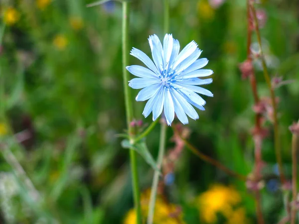 Blue Chicory Cichorium Grows Summer Field — Stock Photo, Image