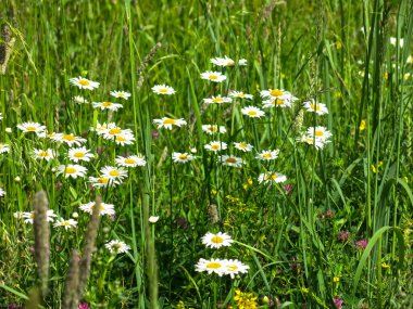 Yazın tarlada beyaz papatyalar açar.