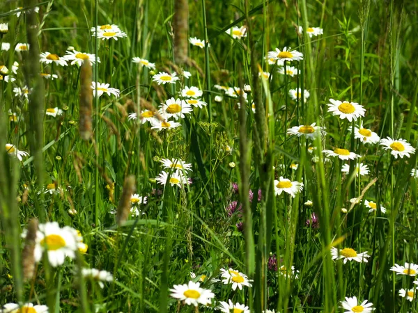 Weiße Gänseblümchen Blühen Sommer Auf Dem Feld — Stockfoto
