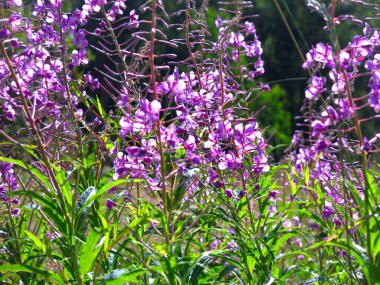 Ivan-tea (ateş yosunu, Chamaenerion angustifolium) yazın çiçek açar