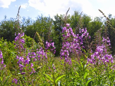 Ivan-tea (ateş yosunu, Chamaenerion angustifolium) yazın çiçek açar