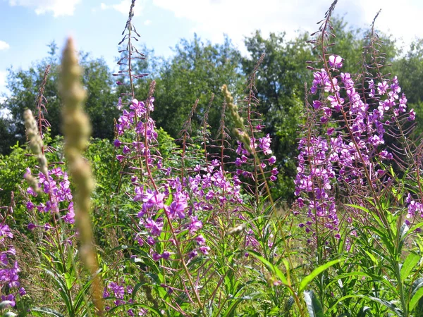 Иван Чай Горькая Трава Chamaenerion Angustifolium Цветет Летом — стоковое фото