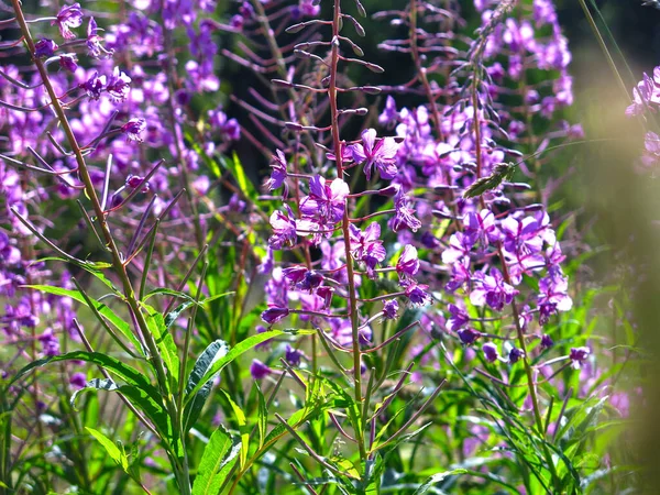 Ivan Chá Fireweed Chamaenerion Angustifolium Floresce Verão — Fotografia de Stock
