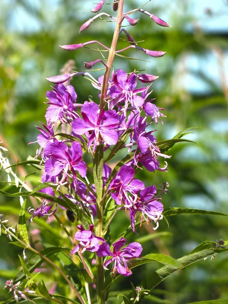 Ivan Tea Fireweed Chamaenerion Angustifolium Blommar Sommaren — Stockfoto