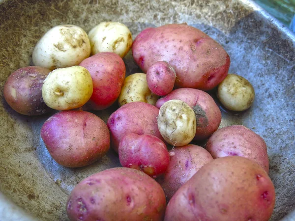 Gesammelte Knollen Neuer Kartoffeln Aus Dem Eigenen Garten Liegen Einem — Stockfoto