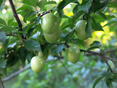Olgunlaşmamış yeşil erikler dallarda asılı.