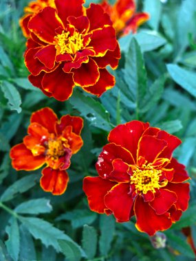 Bahçedeki bir çiçek tarlasında kırmızı-turuncu kadife çiçekleri