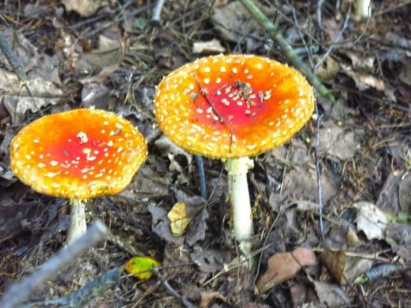 Rood Oranje Vlieg Agaric Groeien Het Bos — Stockfoto