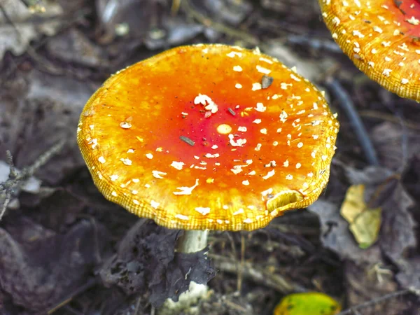 Agaric Mouche Rouge Orange Poussent Dans Forêt — Photo