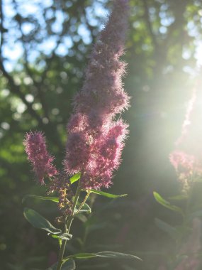 Spiraea douglasii mor panikle çiçek açar.