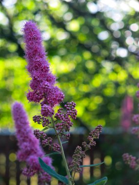 Spiraea douglasii mor panikle çiçek açar.