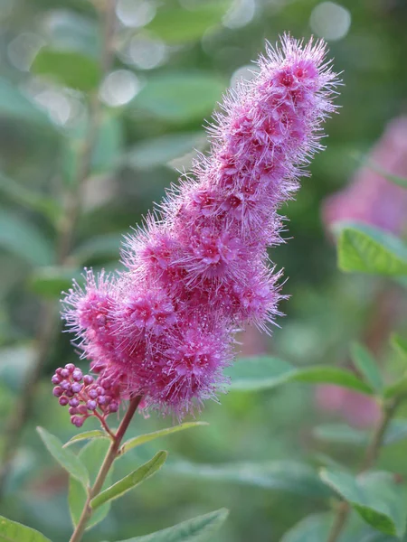 Spiraea Douglasii Virágzik Lila Szemcsékkel — Stock Fotó