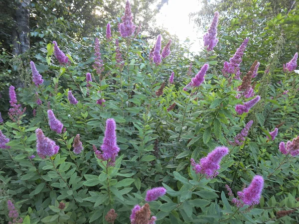 Spiraea Doubessii Цветет Фиолетовыми Соцветиями — стоковое фото