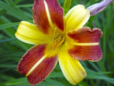 Sarı-kırmızı Lily yazın bahçede açar.