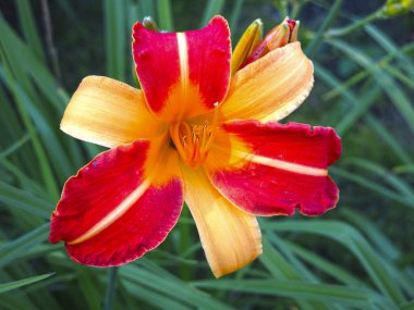 Sarı-kırmızı Lily yazın bahçede açar.