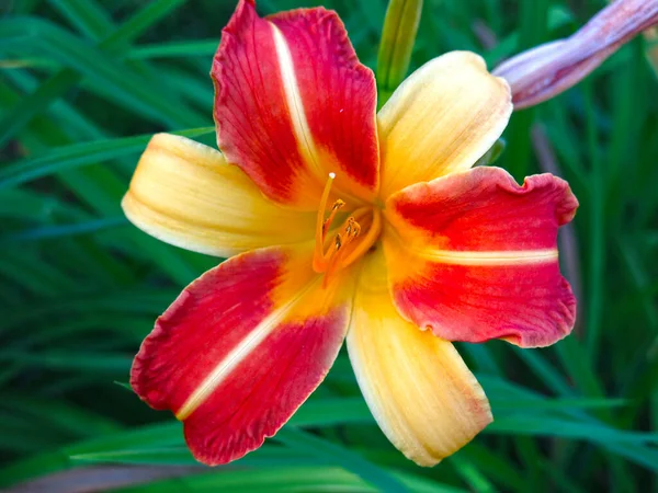 Amarillo Rojo Lily Florece Jardín Verano —  Fotos de Stock